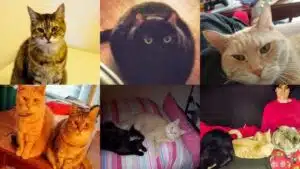 Jen's cats